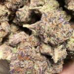 Purple Haze Strain Australia