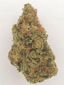 Indica Strians