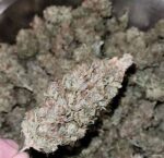 Buy Weed Online In Gold Coast Buy Cannabis Online Australia. A burst of euphoria and energy breaks through stimulating both conversation and creativity.